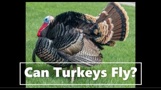 Thanksgiving Science: Can Turkeys Fly?