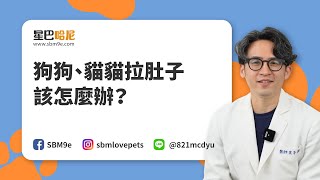 狗狗貓貓拉肚子該怎麼辦?