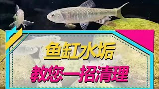 清理魚缸水垢，您學廢了嘛？#水族#觀賞魚清洗除藻