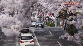 桜満開西武新宿線桜の中野通り新井薬師踏切