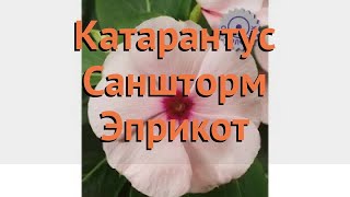 Катарантус обыкновенный Саншторм Эприкот 🌿 обзор: как сажать, семена катарантуса Саншторм Эприкот