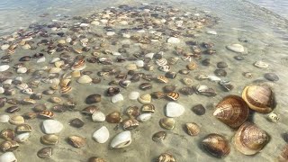 Post-tide clams on beach; A Cong collected 9kg/hr too many for direct call.