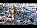 bird watching for 3 minutes ⑦　rustic bunting is having breakfast on a frosty and cold morning.