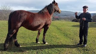 🎥🖥Гарна кобила в одного господаря👍 дев'ять років💪🤠💫💯