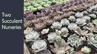 Succulent Shopping at Two Garden Centers/Nurseries