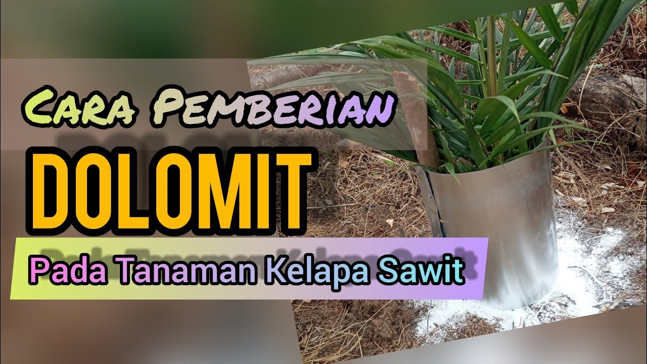 Cara Pemupukan Dolomit Pada Sawit - Sinautani