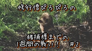 【5頭目捕獲】一週間で猪を一頭捕まえる方法！【#2】