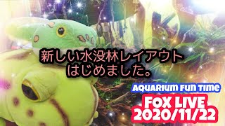 FOX LIVE 2020/11/22　新しい水没林レイアウトはじめました。