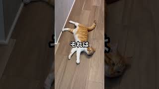 だるまさんが転んだで遊ぶ猫 #shorts 　#ねこのいる生活 #猫 #ネコ #cat