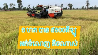 ច្រូតស្រូវ សែនក្រអូប