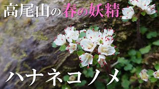 高尾山の春の妖精『ハナネコノメ』に会いに行こう！花オタトレイルランナーの花探し登山記録（2024/3/10）