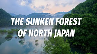 The Sunken Forest of Akita (秋扇湖)