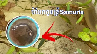 មកបំបែកកូនត្រីអាយុជិត២ខែទៅកន្លែងធំ /Samuria betta fish