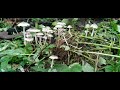 mushrooms macrolepiota albuminosa.