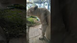 秋寒✎⑫ホワイトライオン・白獅子・リズムちゃん・沖縄こどもの国・・・White_Lion・Okinawa Zoo \u0026 Museum(20241130)