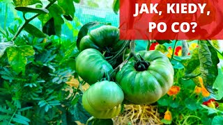 Kiedy i jak usuwać liście pomidorów?