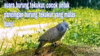 suara burung tekukur, cocok untuk pancingan burung tekukur yang malas bunyi