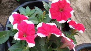 പെറ്റൂണിയ/ Petunia Plant Care