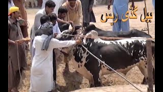 JELSA BULL RACE جلسہ بیل ریس 21 part 1 race wala game