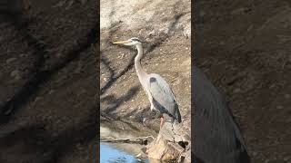 A blue heron