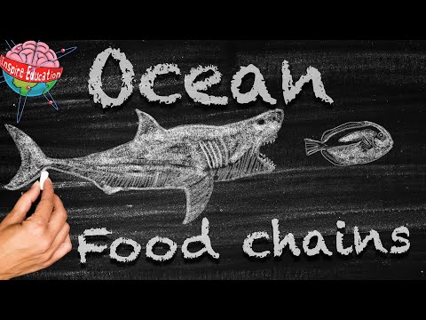 What is the food chain of the ocean?