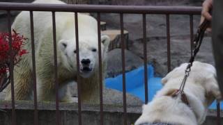 盲導犬を見たホッキョクグマ~Test~A seeing eye dog is made to stand before Polar Bears