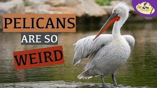 Weird and Wonderful Animals: Pelican | 5 Unusual Things About Pelicans! Animal Research Projects