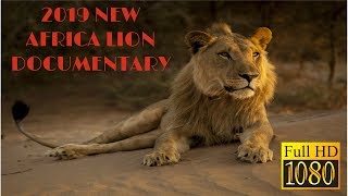 NEW LION DOCUMENTARY 2019 Vanishing Kings Desert Lions of Namib