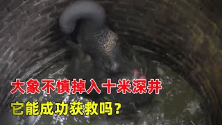 An elephant accidentally fell into a deep well, can it be successfully rescued?