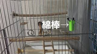 オカメインコとコザクラインコゲージのレイアウトについて