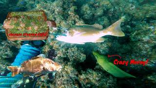 Spear, Clean, Cook: South Florida Dog Snapper