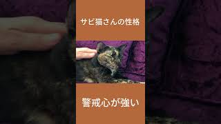 サビ猫さんの性格　#Shorts