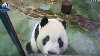 20160723團團有雙雪亮帥氣的眼睛 The Giant Panda Tuan Tuan