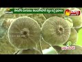 anjura cultivation complete process and profits cultivation of anjeer sakshi sagubadi sakshi tv