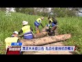 大雨沖刷後漂流木屬於國有財產 未開放就私自撿拾將觸犯森林法｜20210809 公視晚間新聞