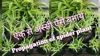 #spider plant /propagation of spider plant/स्पाइडर प्लांट के बेबी कैसे अलग करके लगायें..