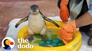 Watch This Guy Help A Baby Penguin Overcome Her Fear Of Water | The Dodo Saving The Wild