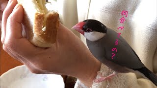 人間の食事に興味津々の文鳥