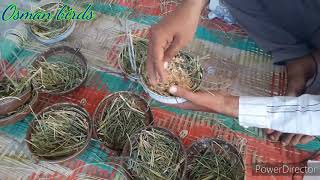 diamond dove nesting / Osman birds