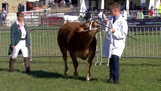 Gwartheg - Trinwyr Ifanc Bîff | Cattle - Young Beef Handlers