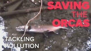 Saving the Orcas: Tackling Pollution