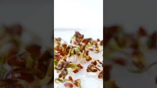 Cress seed germination timelapse || cress timelapse || #growingseeds #timelapse #germination