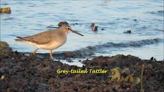 Birding in Bali: Shorebirds \u0026 Waders in Banyuwedang