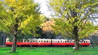 夫婦（めおと）イチョウ 上総大久保駅 小湊鐵道 2014年11月21日 （千葉県市原市）