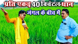 प्रति एकड़ 40 क्विंटल धान जंगल में।। 40 Quintals Of Paddy Per Acre। Per Acre Me 40 Quintal Dhan