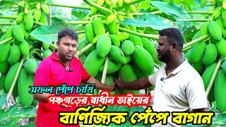 পঞ্চগড়ের স্বাধীন ভাইয়ের বানিজ্যিক পেঁপে বাগান || পেঁপে চাষের সফলতার গল্প ||  Pepe cash