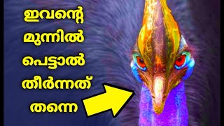 ലോകത്തിലെ വളരെയധികം അപകടകാരികളായ പക്ഷികൾ 🦅|| most dangerous birds in the world ll WONDER WORLD