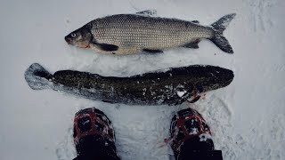 Lake Simcoe Ice Fishing, White Fish And Burbot. Underwater Footage Aqua Vu. Feb 18, 2023. 加拿大冰钓白鱼！