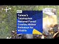 Animal Crossings Protect Wildlife from Traffic in Taiwan National Park | TaiwanPlus News