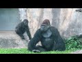 銀背大猩猩迪亞哥是孩子們的玩偶silverback d jeeco is children s teddy bear 金剛猩猩 gorilla